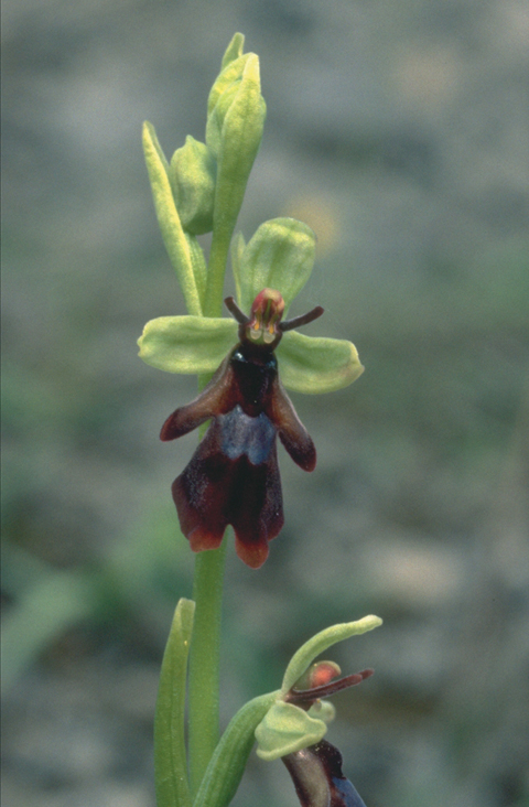 FloraogFauna – Blomsternavn1-BOK