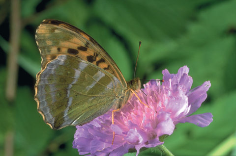 FloraogFauna – Blomsternavn2-BOK