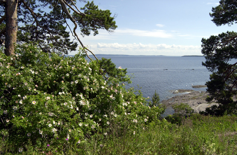 Fra skogen mot vannet